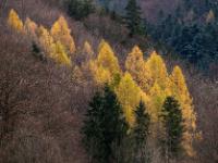 Gruppe goldener Berglärchen im laubfreien Bergwald